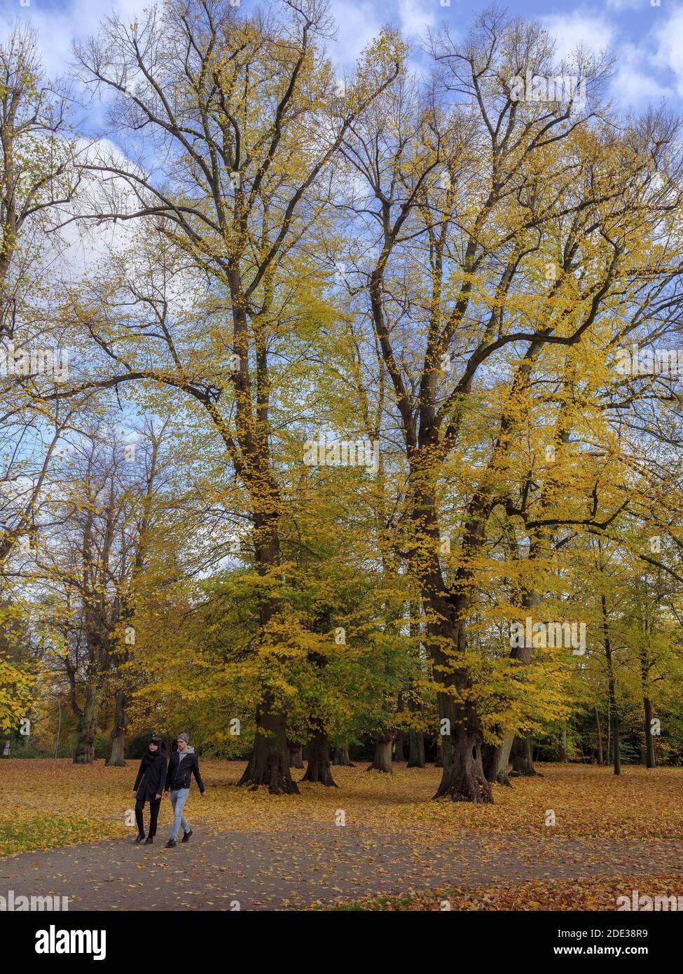 Indian Summer, Hirschpark in Hamburg-Blankenese, Deutschland, Europa Stockfoto
