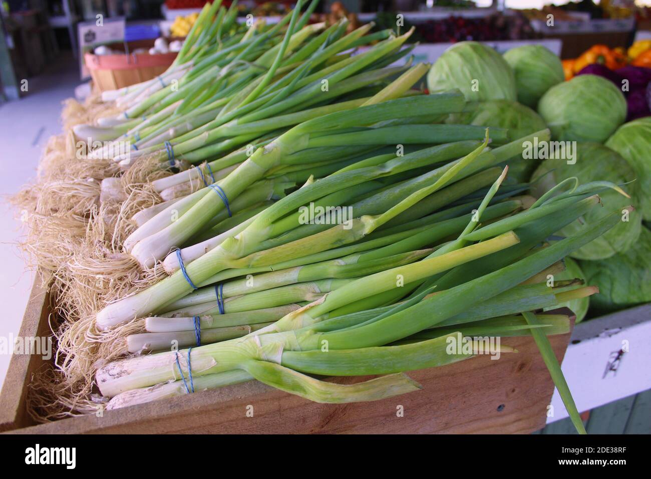 Bild von grünen Zwiebeln auf einem Bauernmarkt Stockfoto