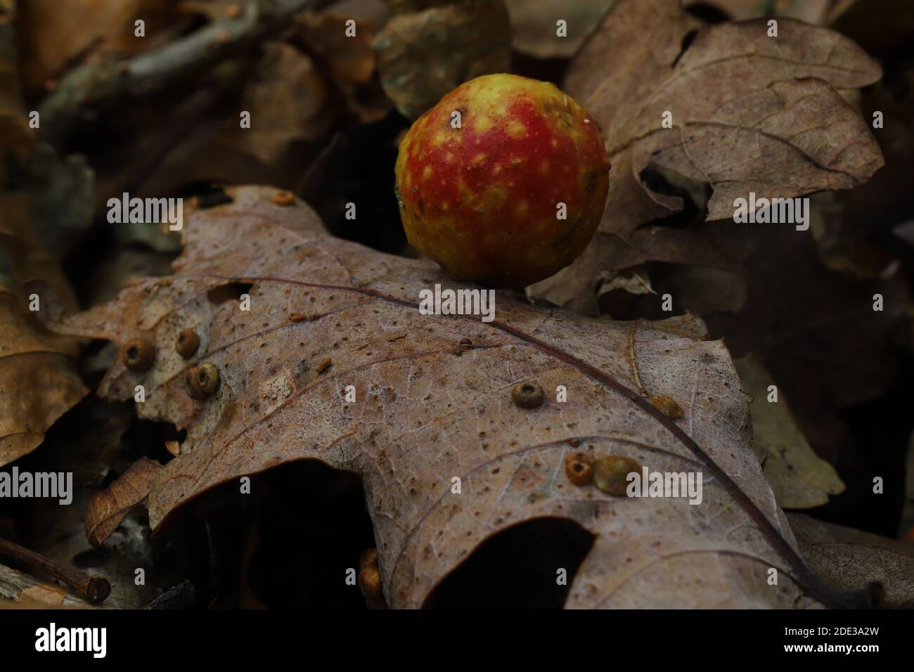 Kirsche Gall Stockfoto