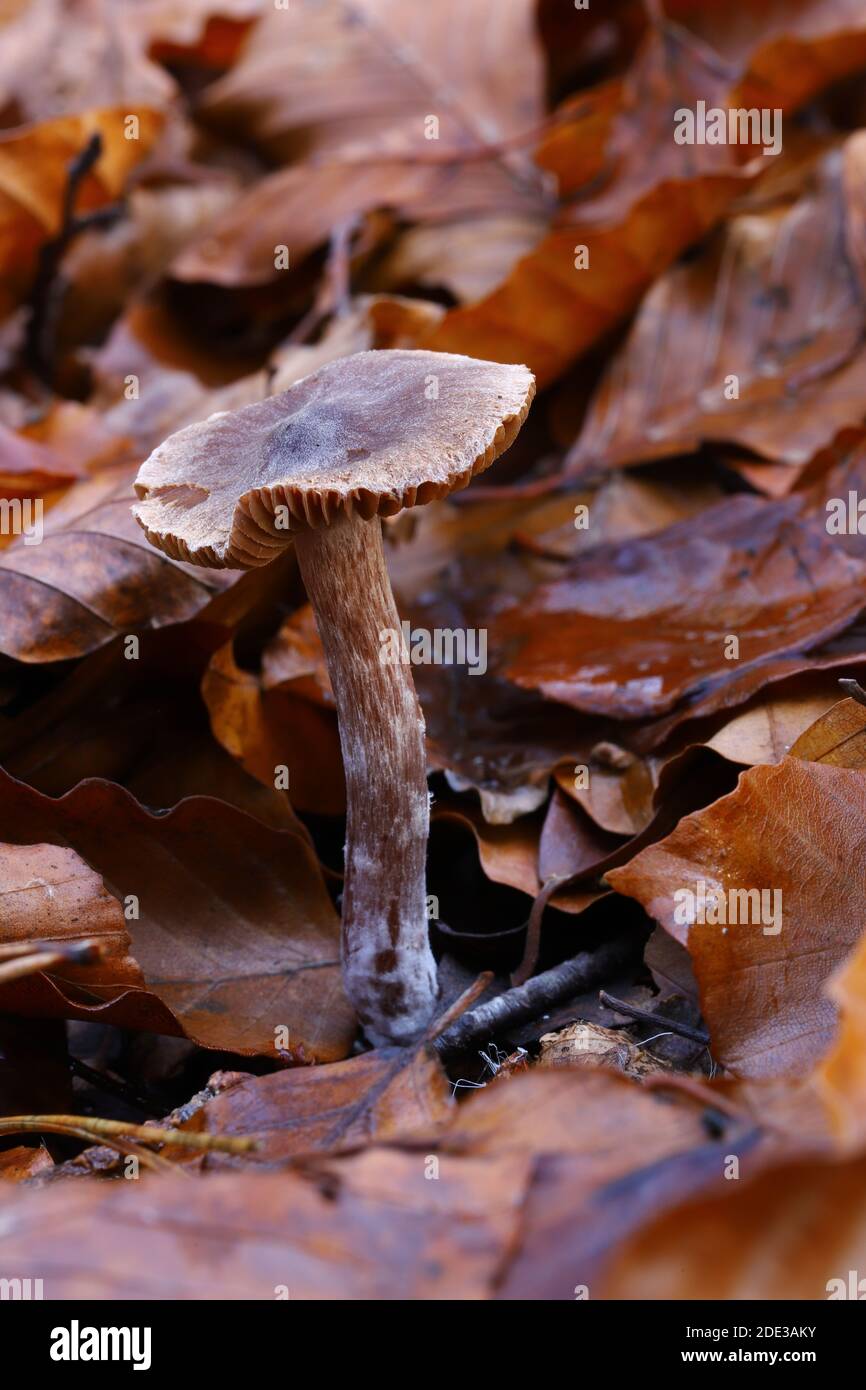 Pilze Stockfoto