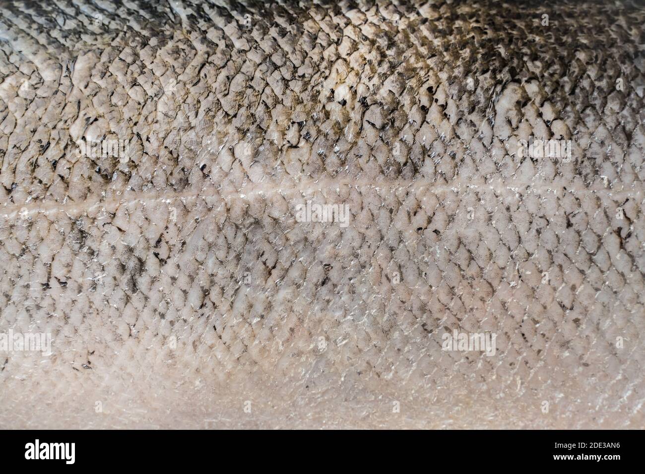 Frischer großer Lachs. Makroaufnahme mit Lachsschuppen. Stockfoto