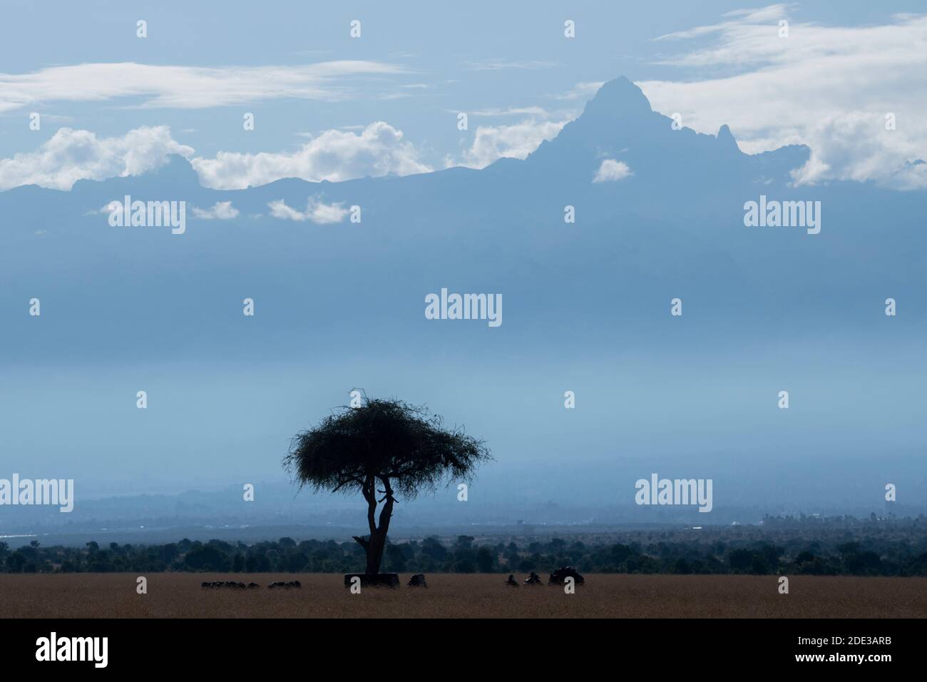 Afrika, Kenia, Ol Pejeta Conservancy. Mount Kenya, der höchste Berg Kenias. Silhouette von Akazienbaum und Nashornfriedhof. Stockfoto