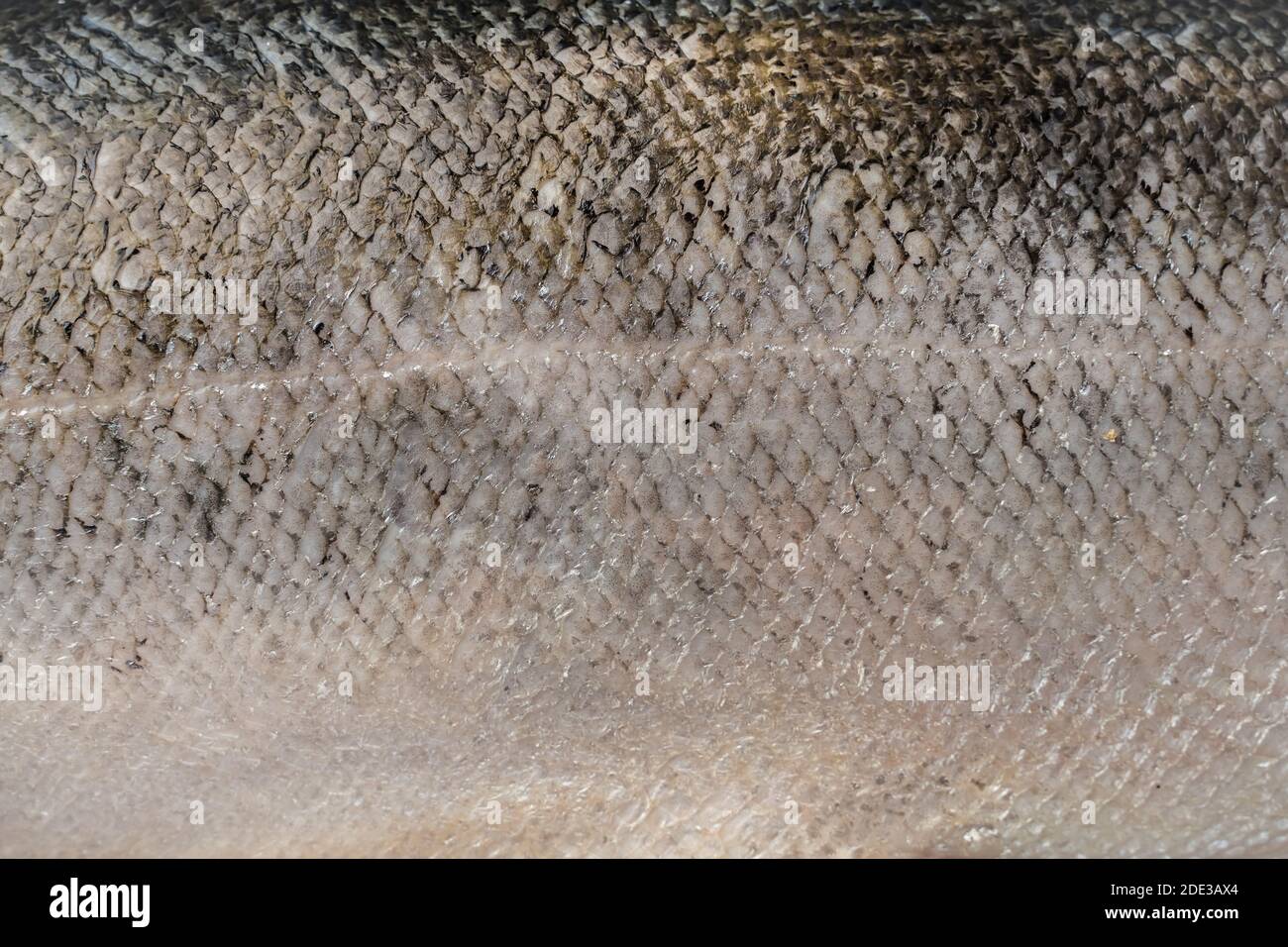 Frischer großer Lachs. Makroaufnahme mit Lachsschuppen. Stockfoto