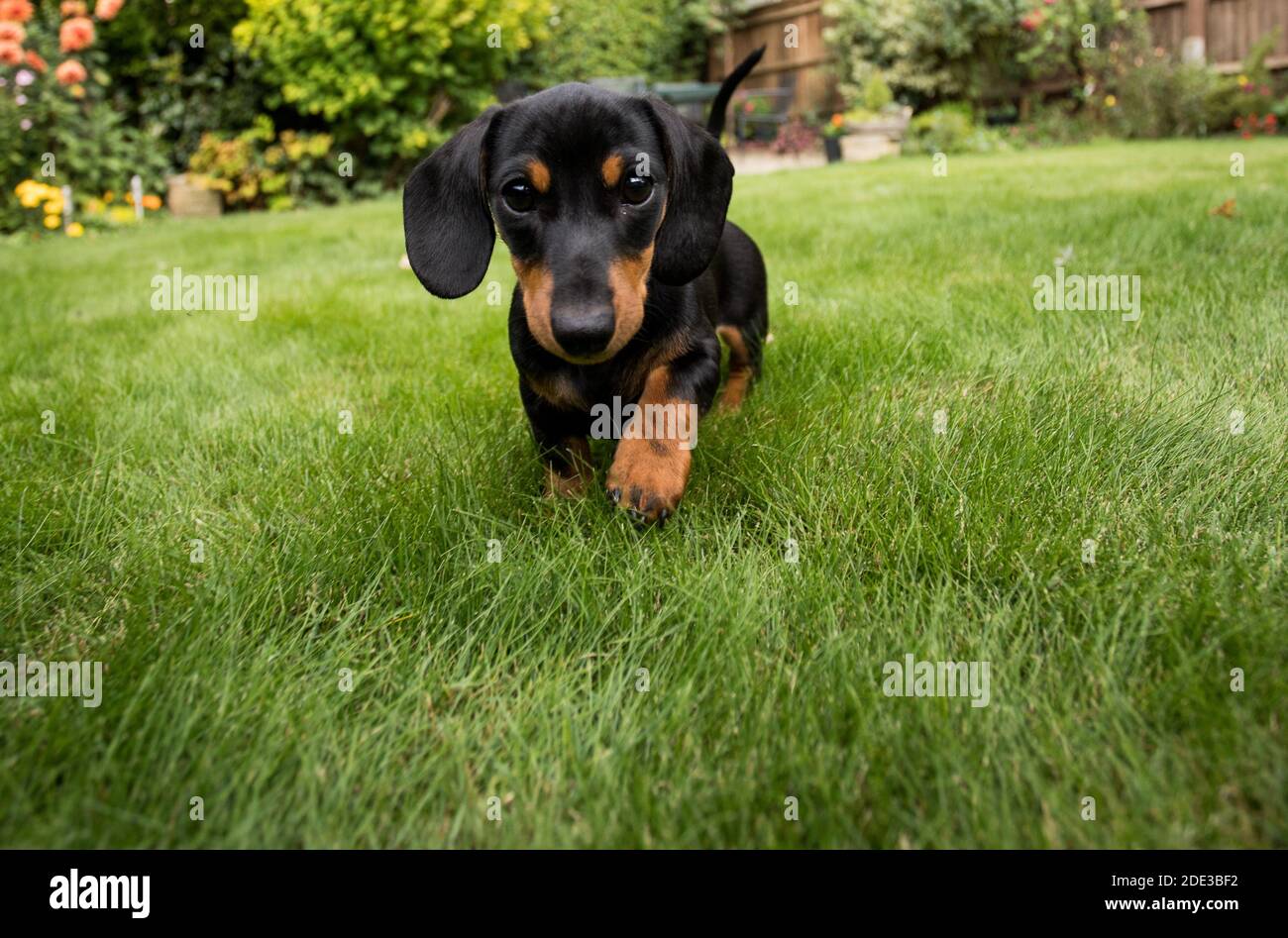 Zwei Dackel-Welpen Stockfoto