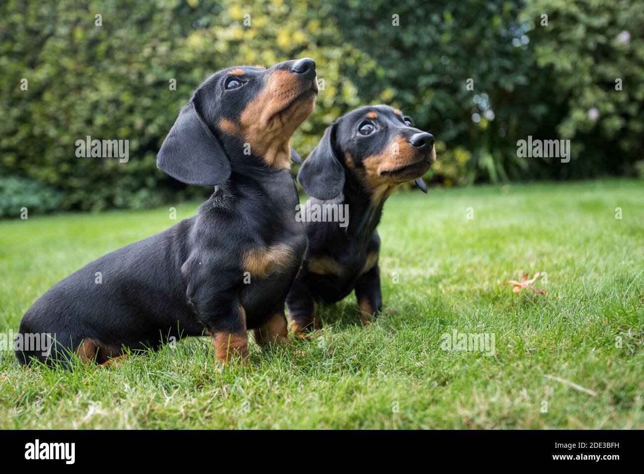 Zwei Dackel-Welpen Stockfoto