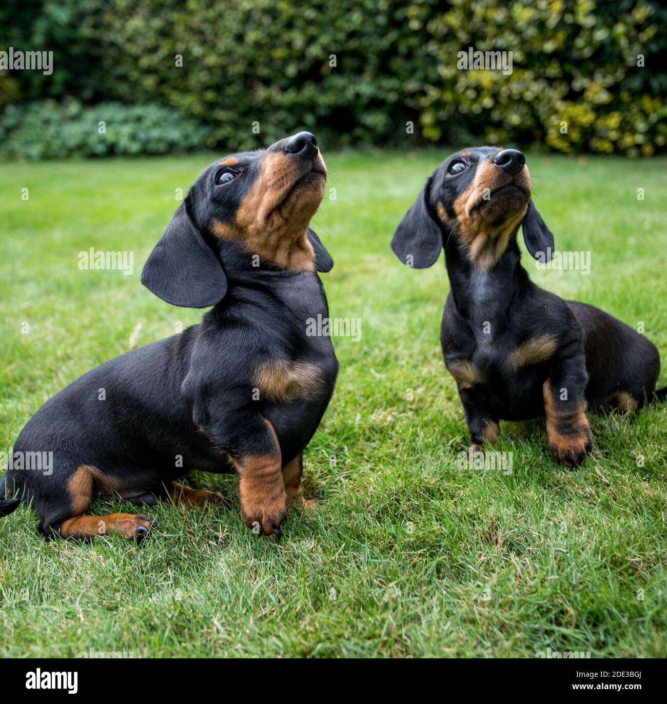 Zwei Dackel-Welpen Stockfoto