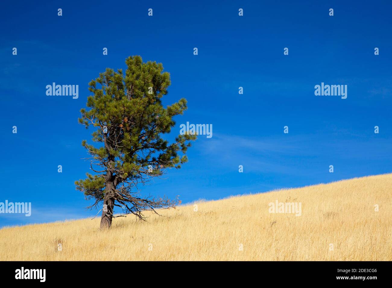 Pine on bald Butte, Fremont National Forest, Oregon Stockfoto
