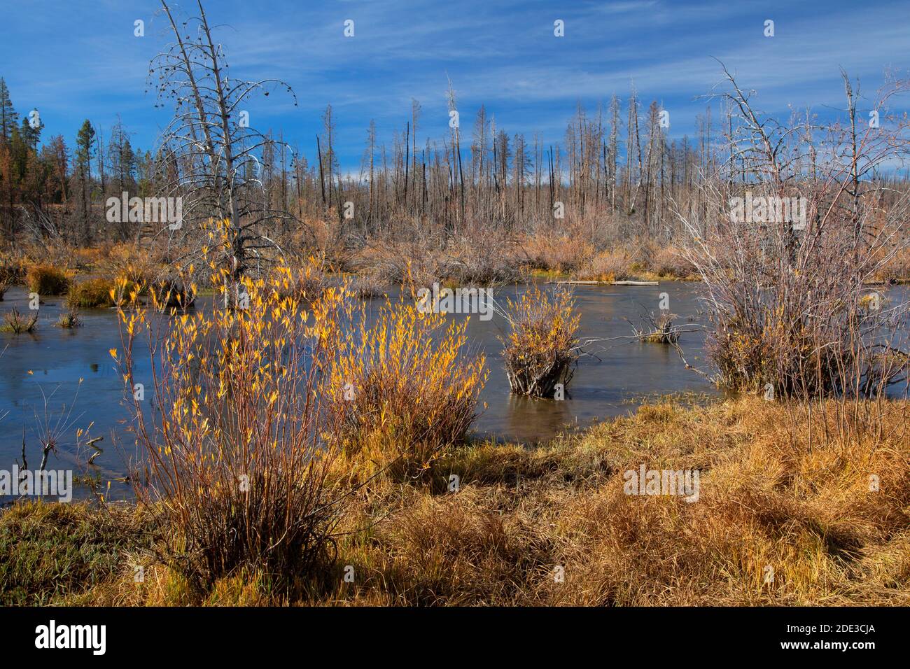 Beaver Pond im Hannan Campground, Sycan Wild and Scenic River, Fremont National Forest, Oregon Stockfoto