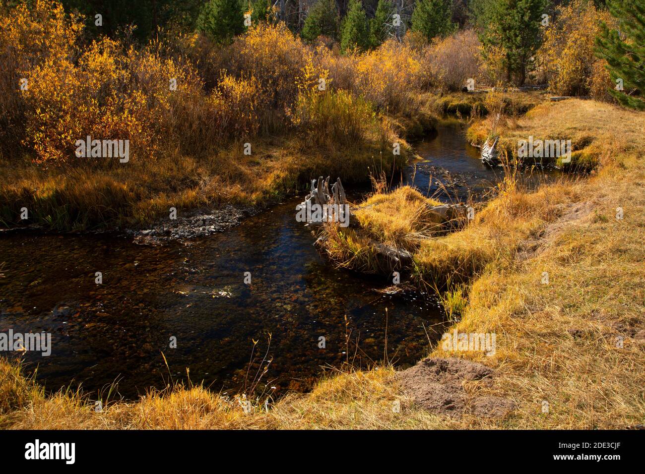 Sycan Wild und Scenic River im Hannan Campground, Fremont National Forest, Oregon Stockfoto