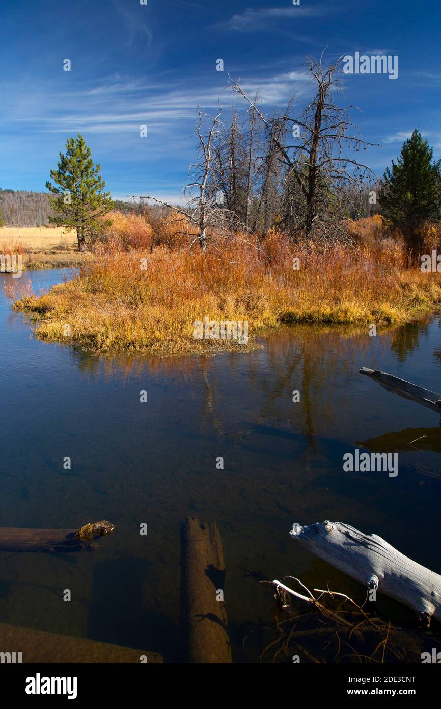 Beaver Pond, Sycan Wild und Scenic River, Fremont National Forest, Oregon Stockfoto