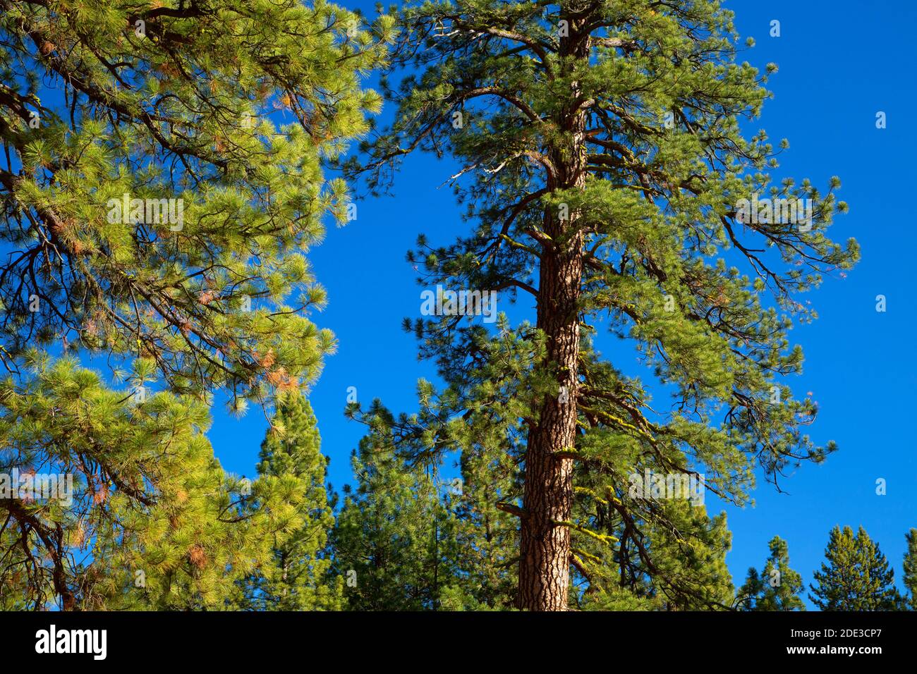 Ponderosa Pine (Pinus ponderosa), Fremont National Forest, Oregon Stockfoto
