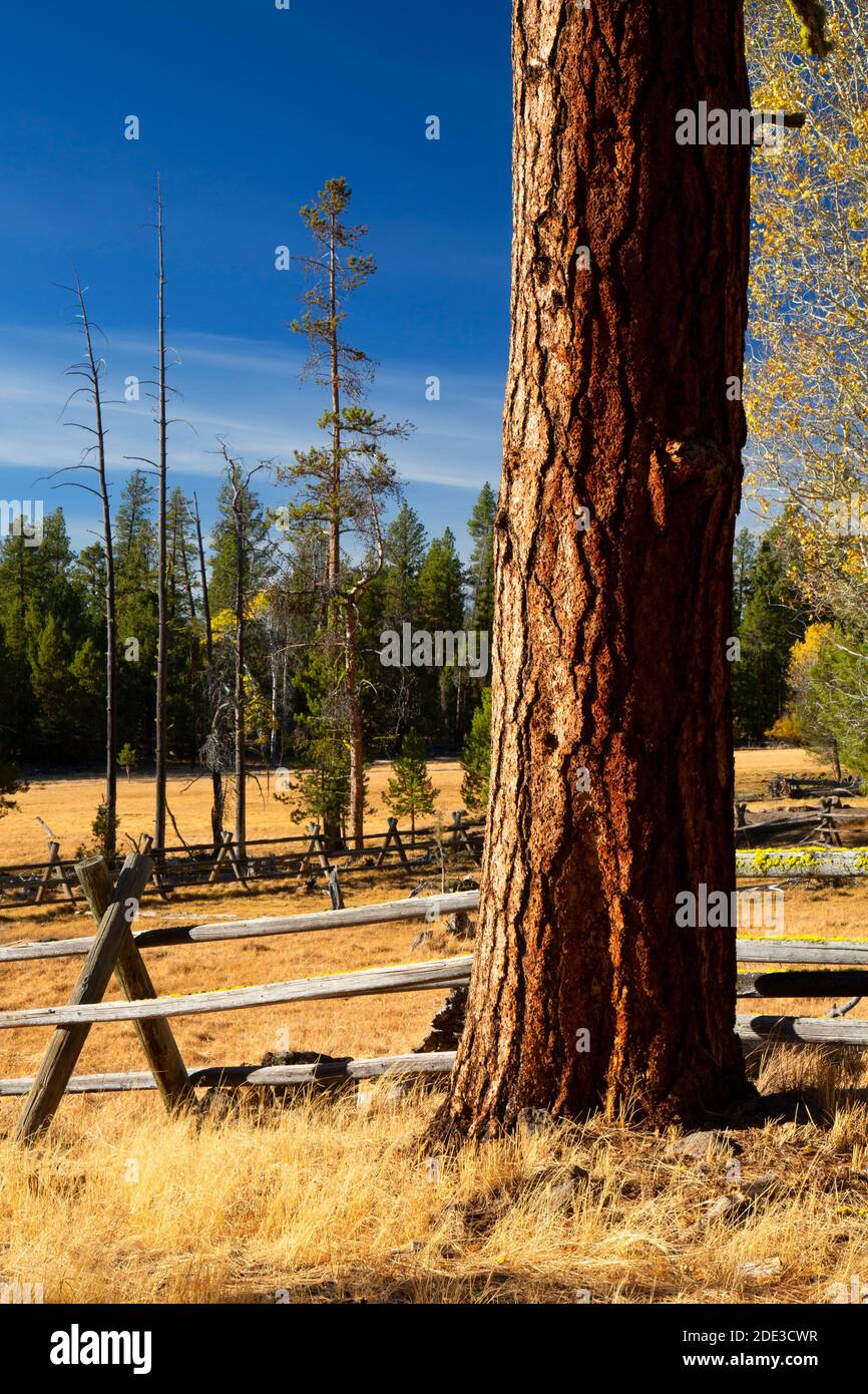 Ponderosa Pine (Pinus ponderosa) in Currier Guard Station Corral, Fremont National Forest, Oregon Stockfoto