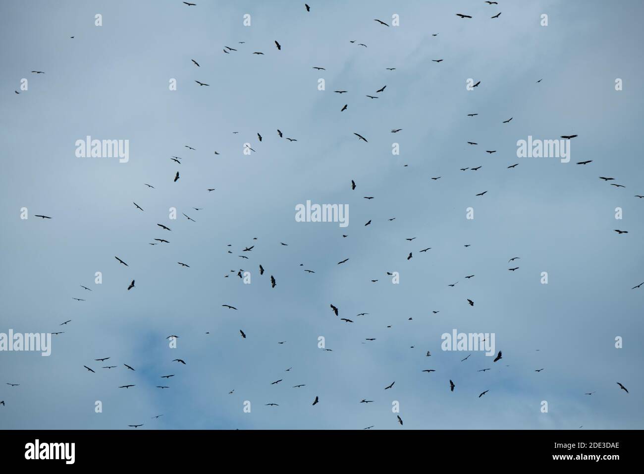 Afrika, Kenia, Northern Serengeti Plains, Maasai Mara. Gemischte Schar von Geiern (Ruppells Griffon, Weißrückengeier, beide bedrohen Arten) umkreisen Stockfoto