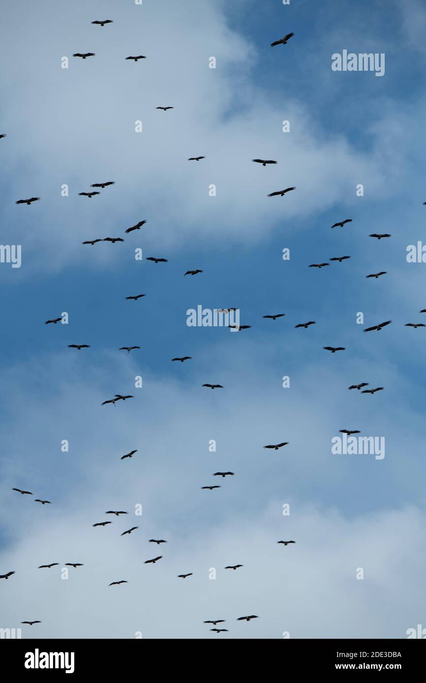 Afrika, Kenia, Northern Serengeti Plains, Maasai Mara. Gemischte Schar von Geiern (Ruppells Griffon, Weißrückengeier, beide bedrohen Arten) umkreisen Stockfoto