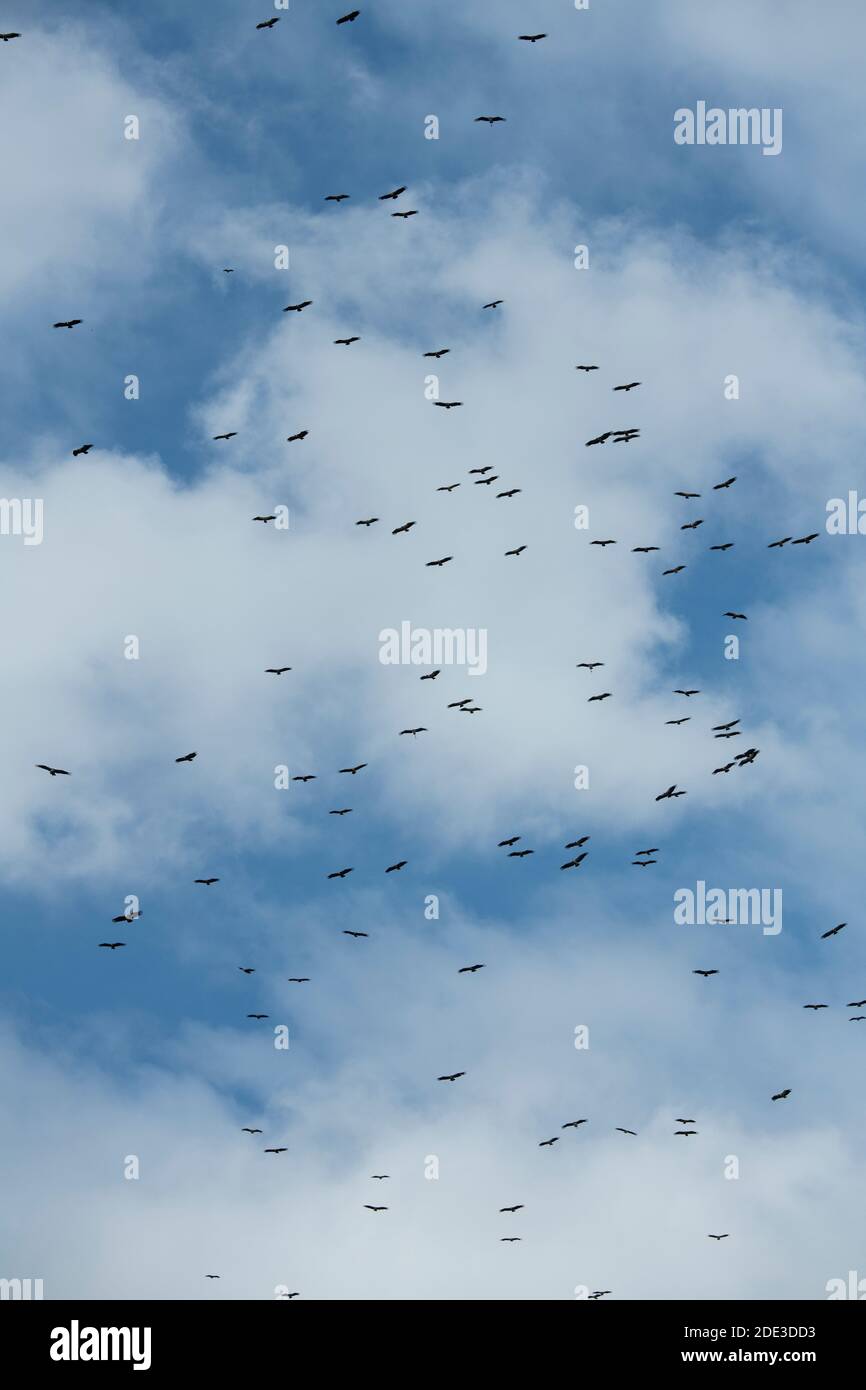 Afrika, Kenia, Northern Serengeti Plains, Maasai Mara. Gemischte Schar von Geiern (Ruppells Griffon, Weißrückengeier, beide bedrohen Arten) umkreisen Stockfoto