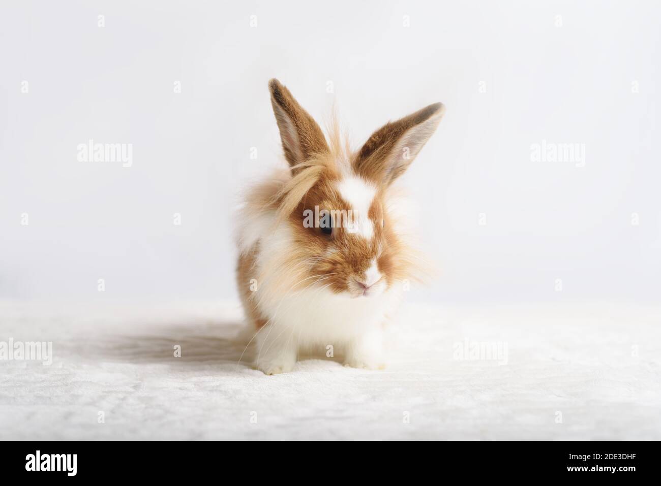 Liebenswert kleine rote Kaninchen auf einem weißen Hintergrund. Stockfoto