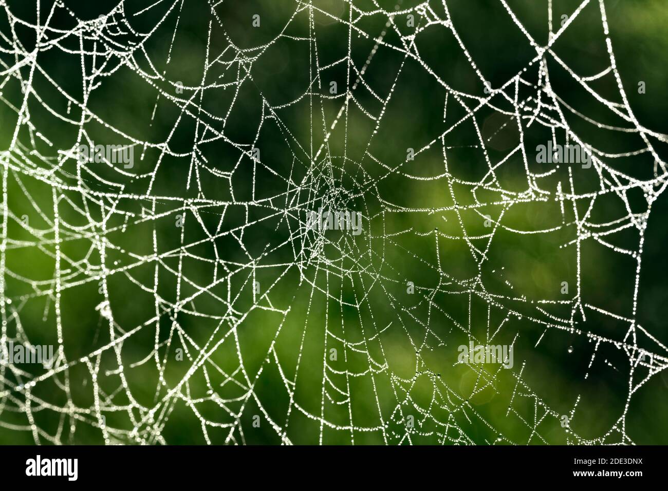 Morgentau, der auf einem Spinnennetz ruht Stockfoto