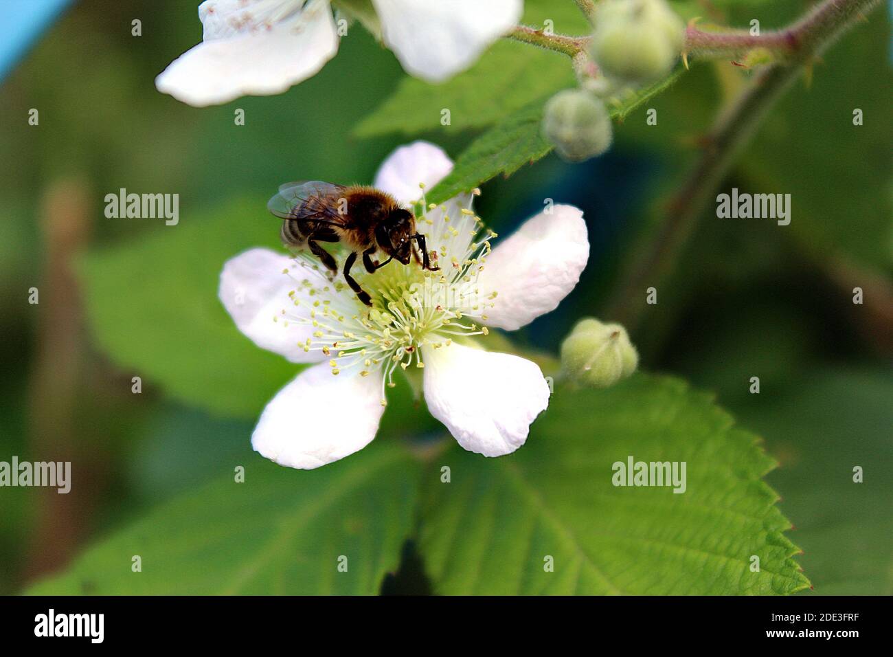 Biene auf einer weißen Brombeerblüte Stockfoto
