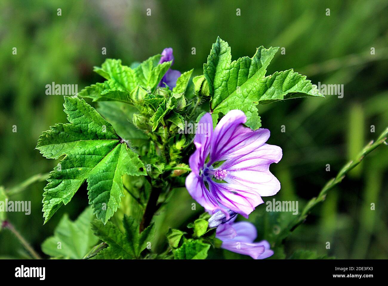 Althaea officinalis violette Blüte in Blüte Stockfoto