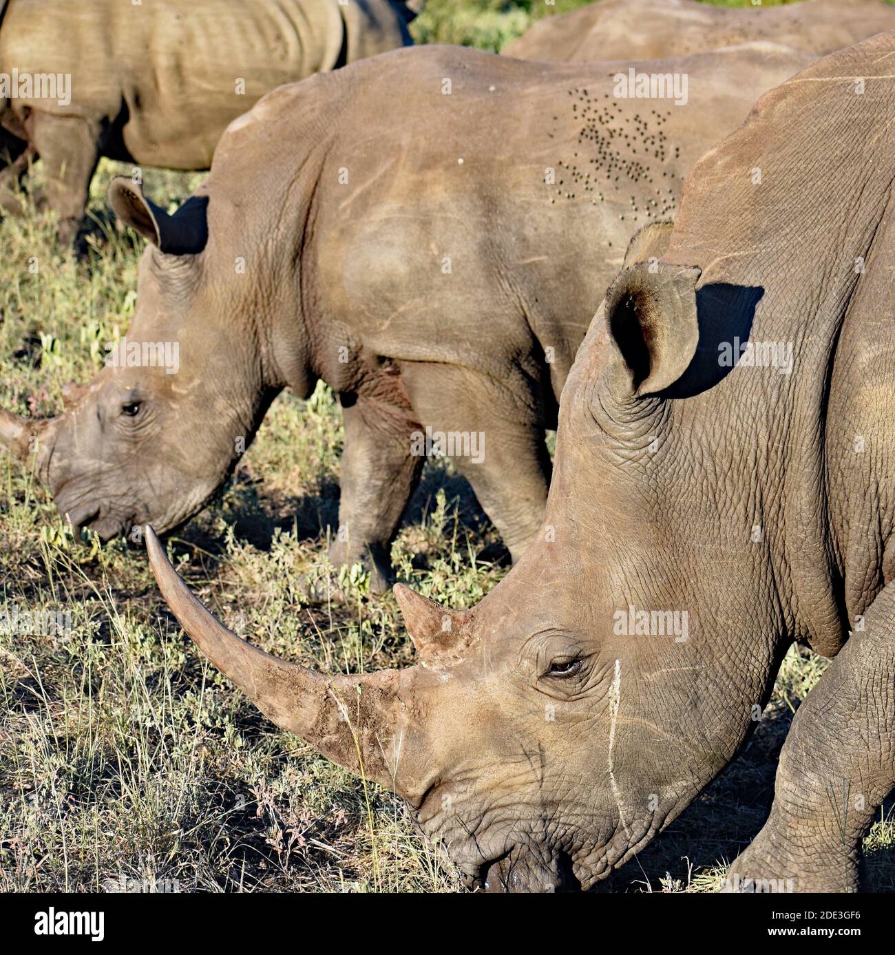 Drei weiße Nashörner (Ceratotherium simum simum) in einer Linie mit dem Kopf nach unten weiden im Sabi Sand Game Reserve, Südafrika. Stockfoto