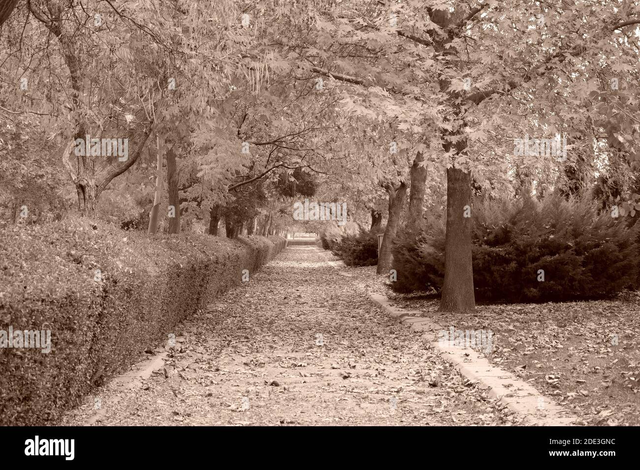 Spaziergang im Herbst Stockfoto