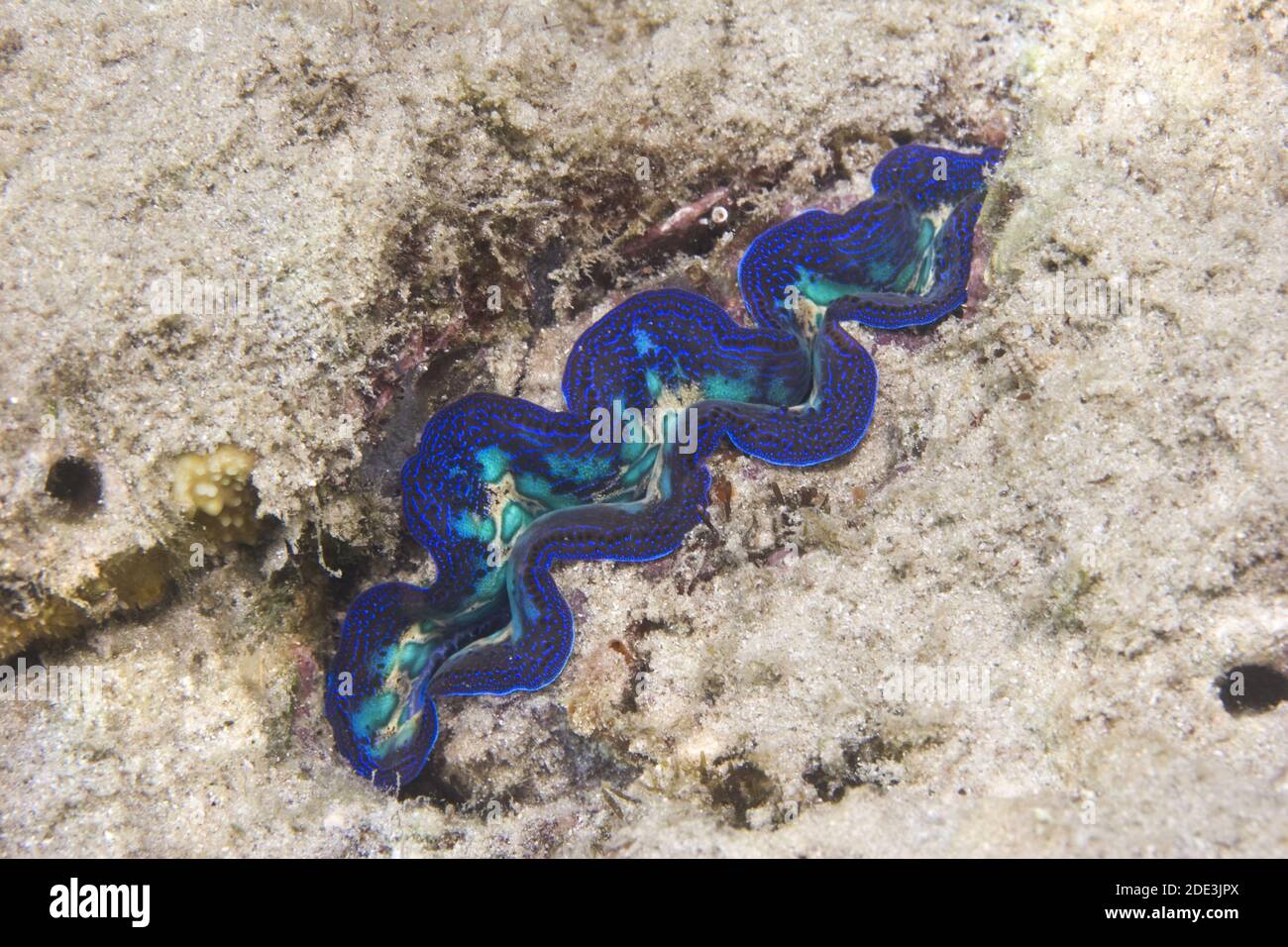 Riesige blaue Muschel: Tridacna sind die größten lebenden Muscheln. In der Gattung Tridacna gibt es tatsächlich mehrere Arten von 'Riesenmuscheln' Stockfoto