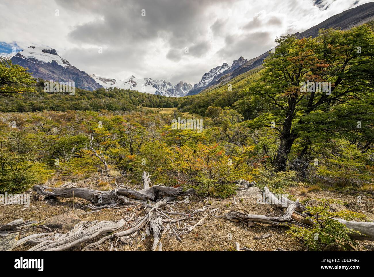 Tal in der Nähe von Laguna Torre, El Caltén, Los Glaciares Nationalpark, Patagonien, Argentinien Stockfoto