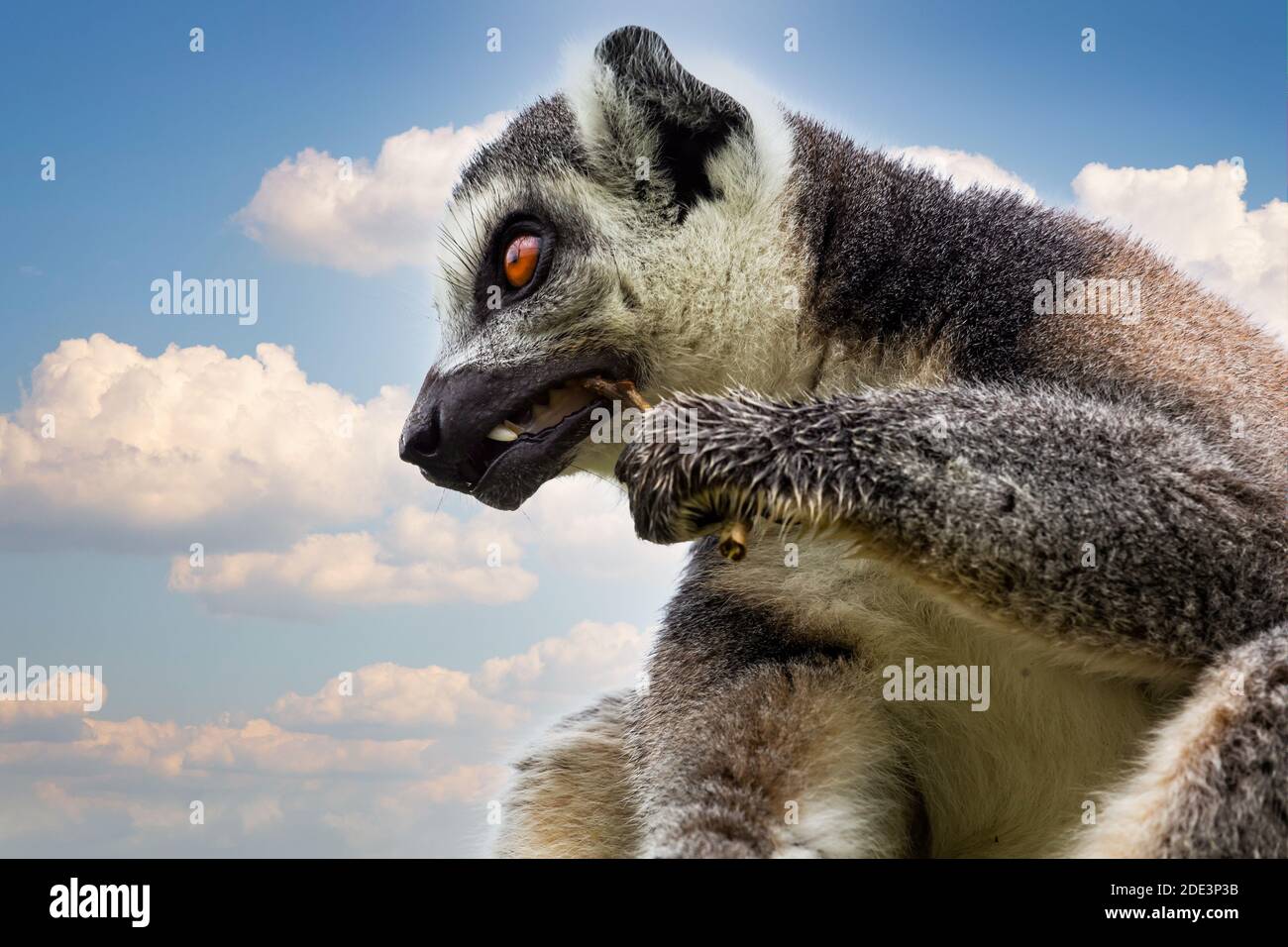 Nahaufnahme eines wild aussehenden Ringschwanz-Lemur beim Kauen Auf einem Stock Stockfoto