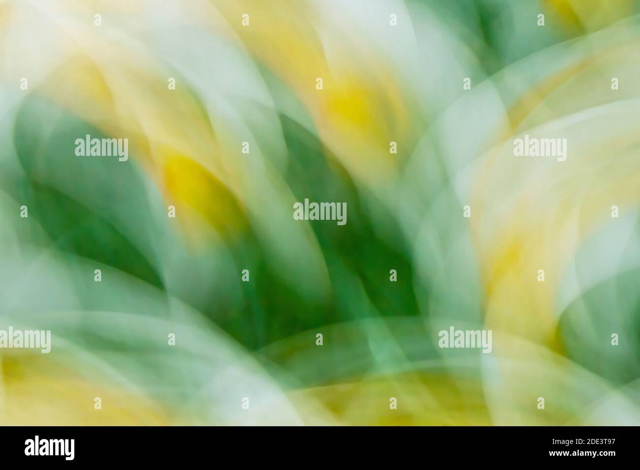 Abstrakte Ansicht von Narzissen mit ICM-intentional Kamerabewegungstechnik, Ottawa, Ontario, Kanada Stockfoto