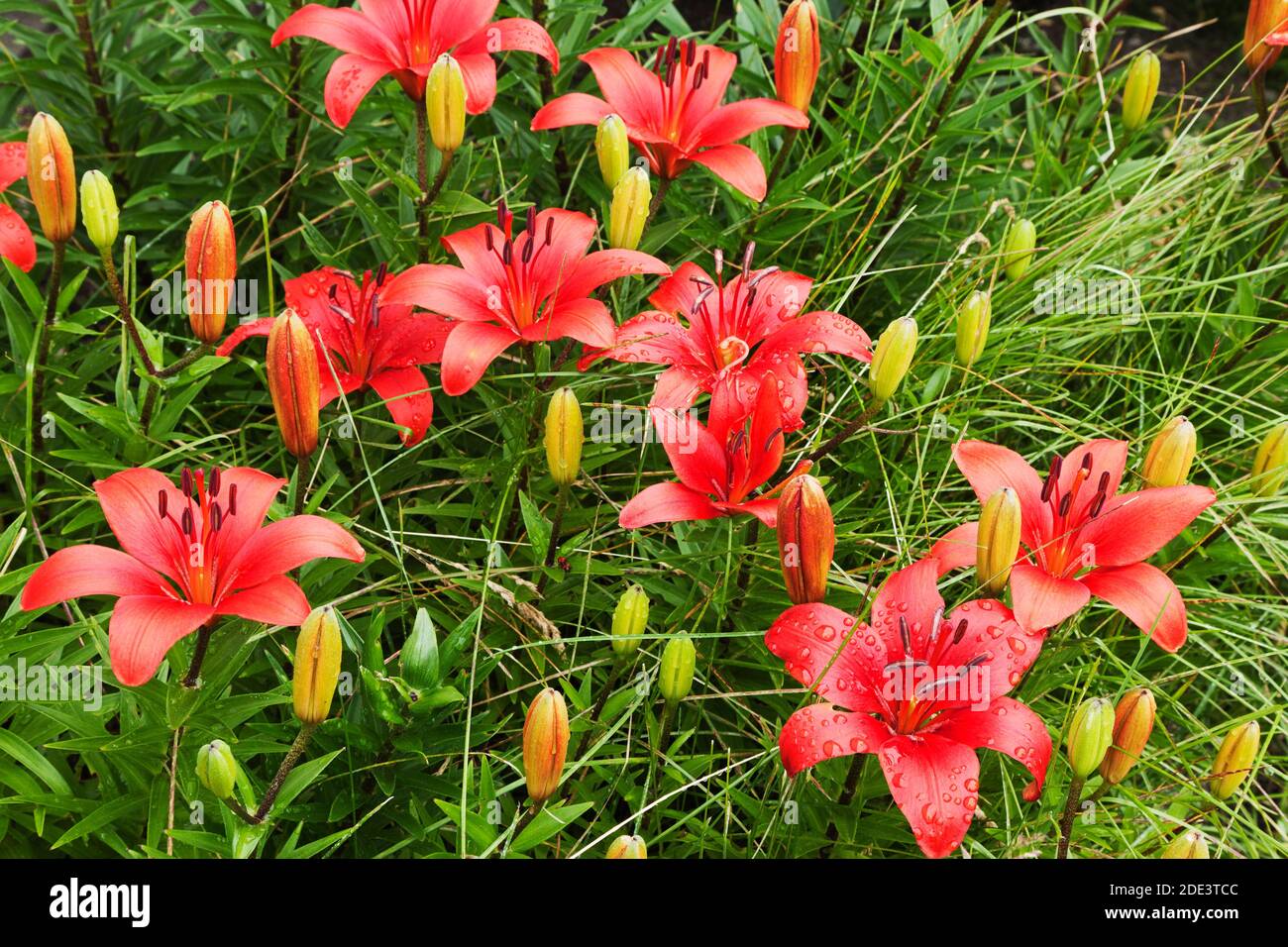 Orange Daylilies, Ottawa, Ontario, Kanada Stockfoto