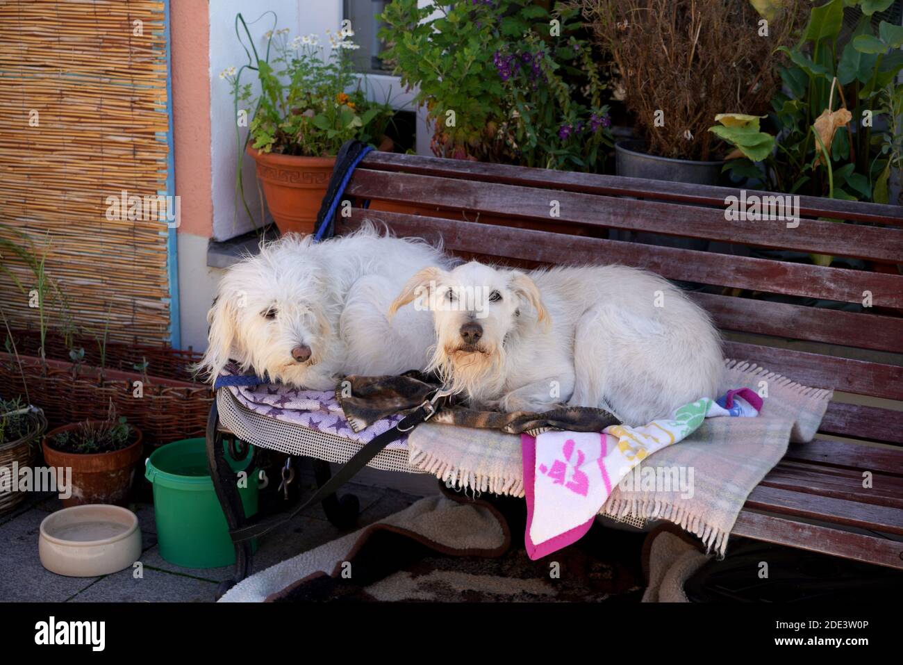 Eine Nahaufnahme der entzückenden flauschigen weißen Haushunde sitzen Auf einer Holzbank Stockfoto