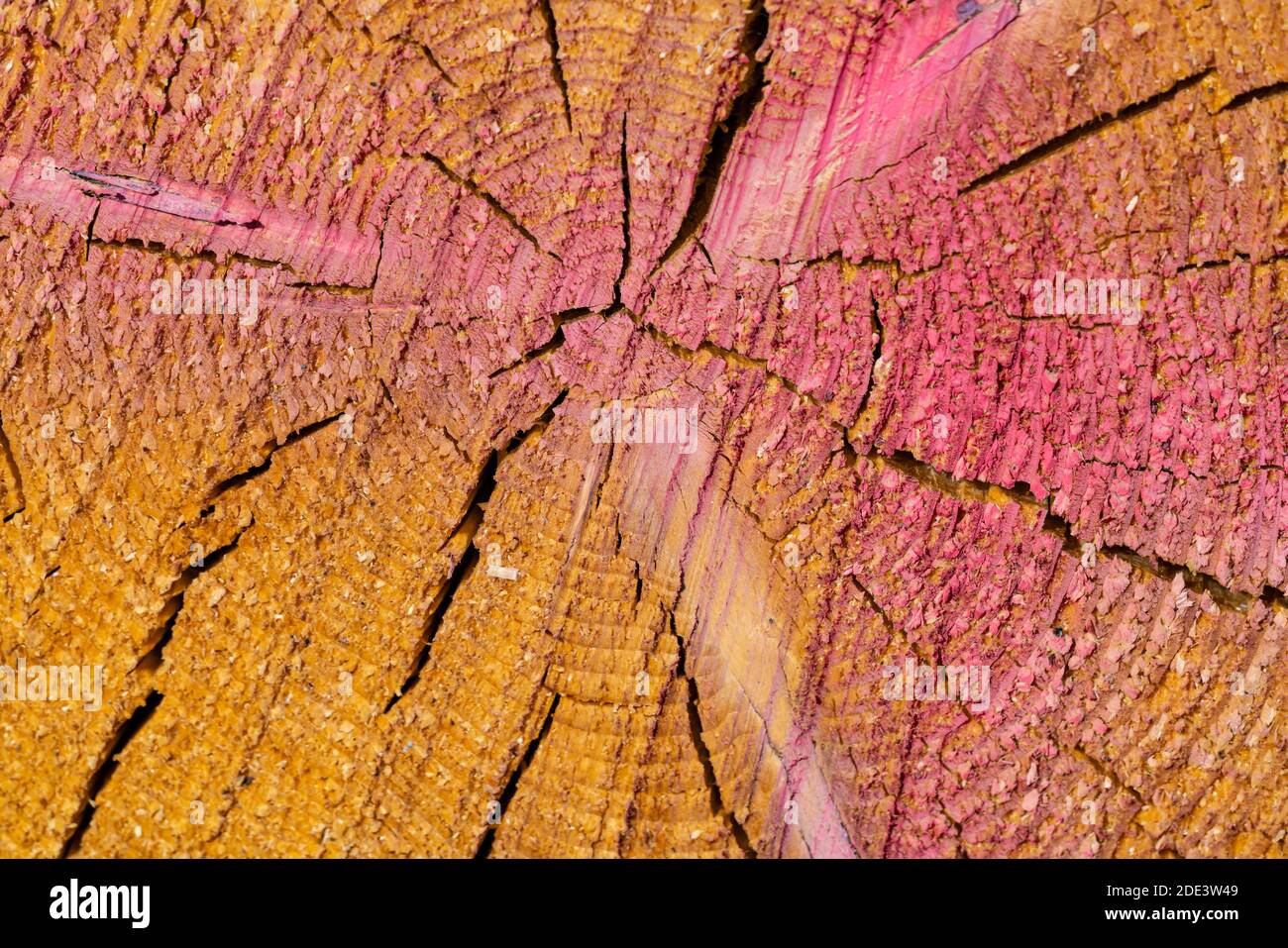 Nahaufnahme eines Kiefernstammes mit Altersringen und Farbe aus dem Sägewerk. Stockfoto