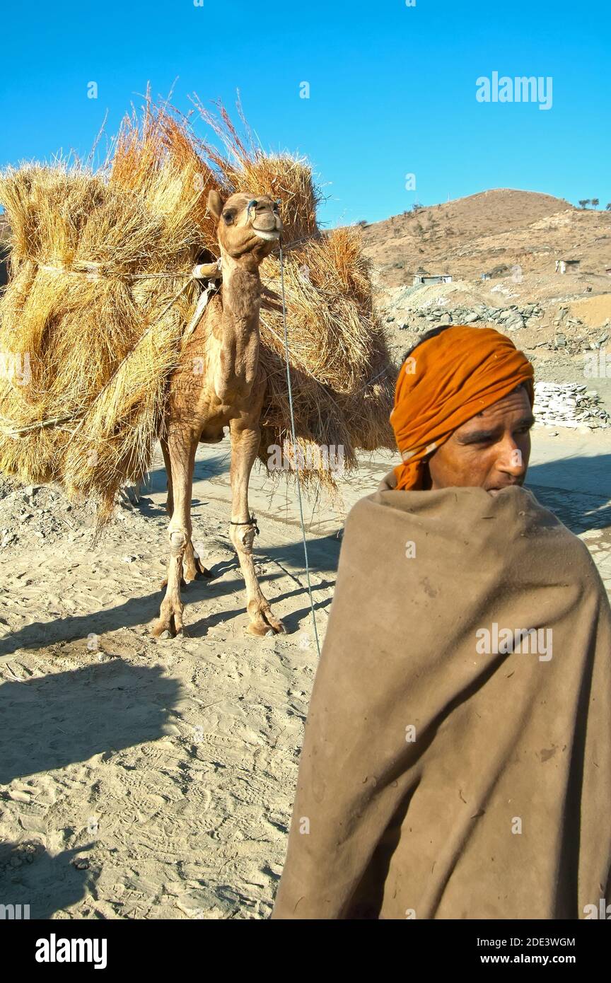 Kamel tragen Heu und seine Fahrer - Indien Stockfoto