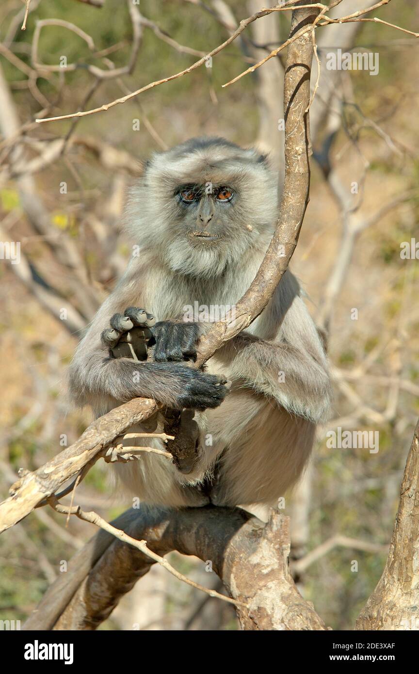 Indien. Grauer Langur-Affe Stockfoto
