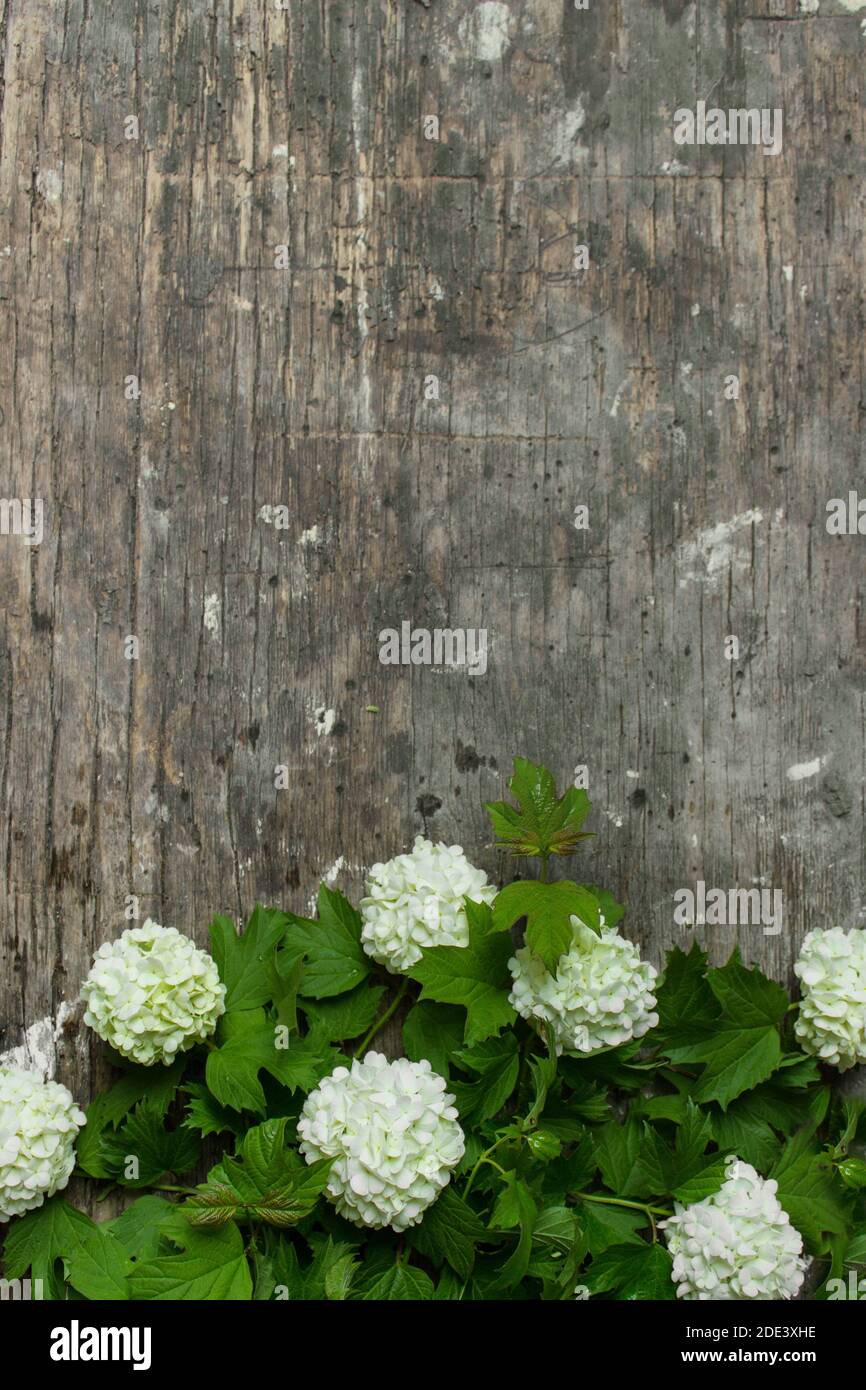 Gestyltes Stockfoto. Feminine digitale Produkt-Mockup mit Viburnum Boulle-de-neig Blumen, und hölzernen grauen Hintergrund. Flach liegend, Draufsicht. Bild für Stockfoto