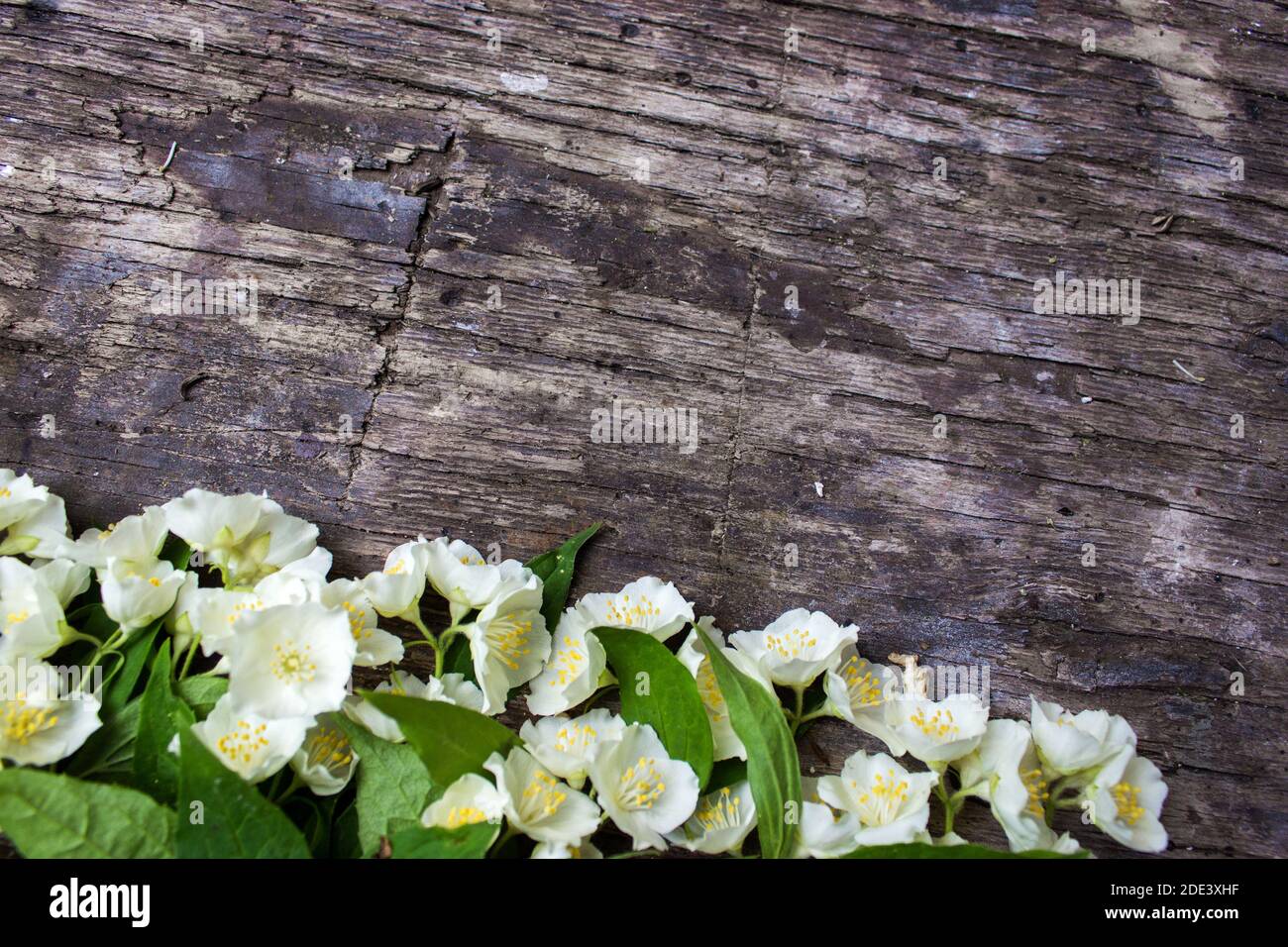 Vintage Farbe Ton - Konzept Jasmin Blume des Frühlings oder Sommer Hintergrund. Kartenkonzept, Pastellfarben, Nahaufnahme, Kopierbereich Stockfoto