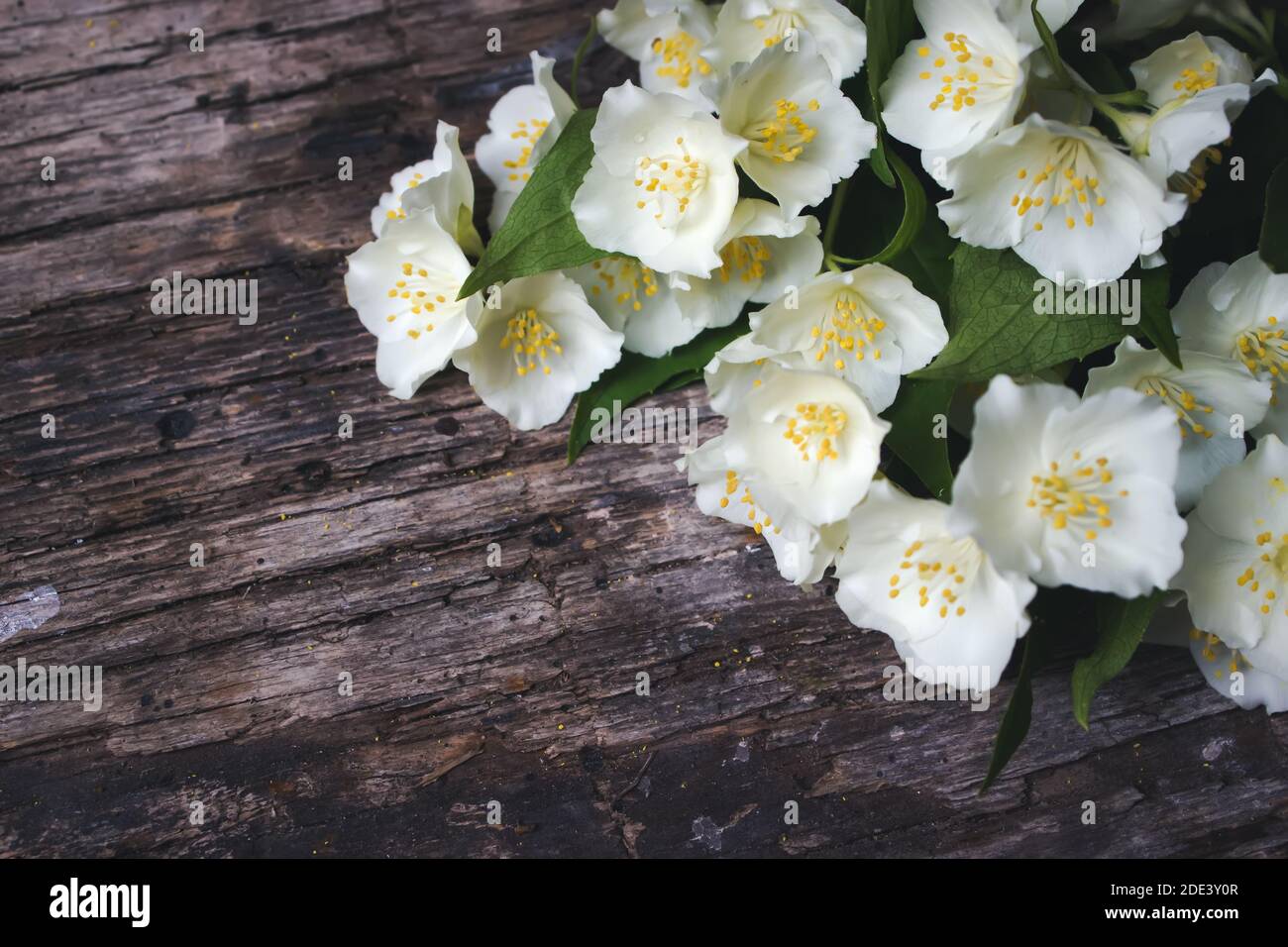Weiße Blüten von Jasmin auf Holzhintergrund. Kartenkonzept, Pastellfarben, Nahaufnahme, Kopierbereich Stockfoto