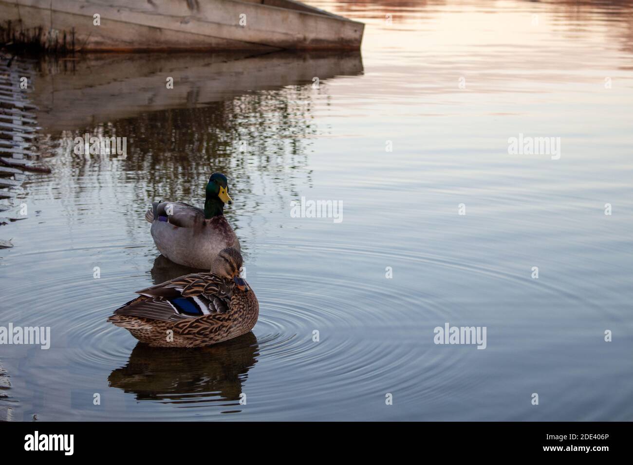 Enten schließen sich am Ende des Tages an einem Herbsttag an einem ruhigen See an, Entenreflexion auf dem Wasser, wunderschöne Enten im roten Licht des Tagesausganges Stockfoto