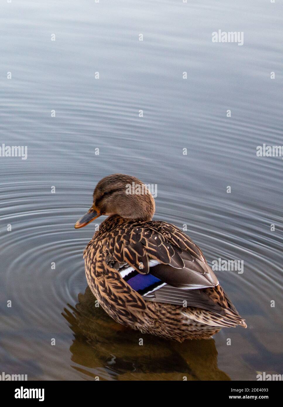 Wasservögel auf einem ruhigen See, Reflexionen, Licht, Entspannung, Natur, stockente, Ränder, Schotter Stockfoto