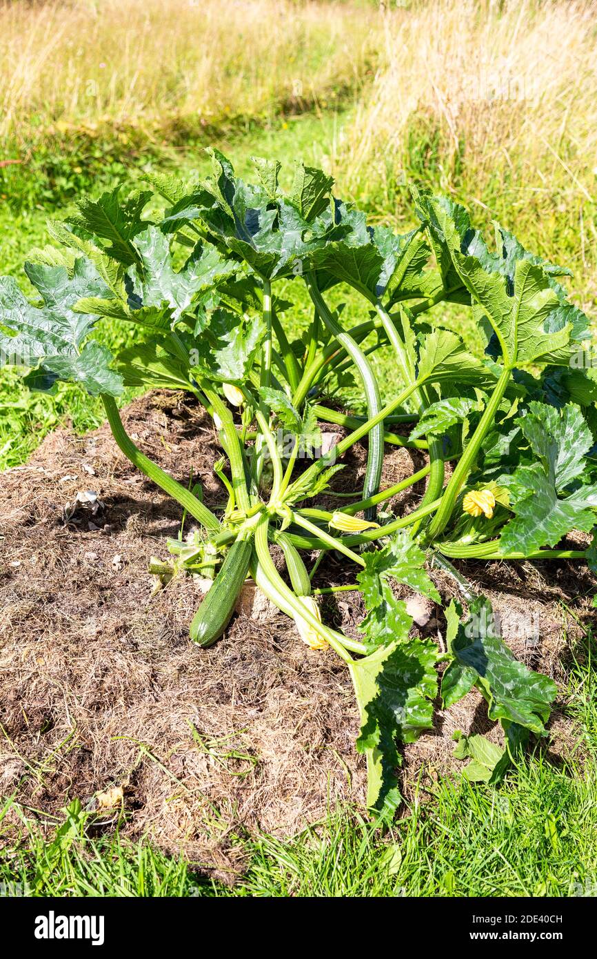 Im Sommer wächst im Gemüsegarten das Pflanzenmark Stockfoto