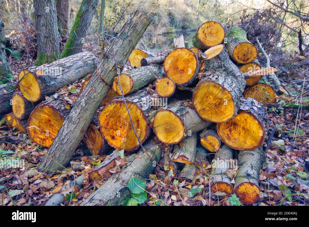 Frisch geschnittene Holzstämme stapeln im Wald, England, Großbritannien Stockfoto