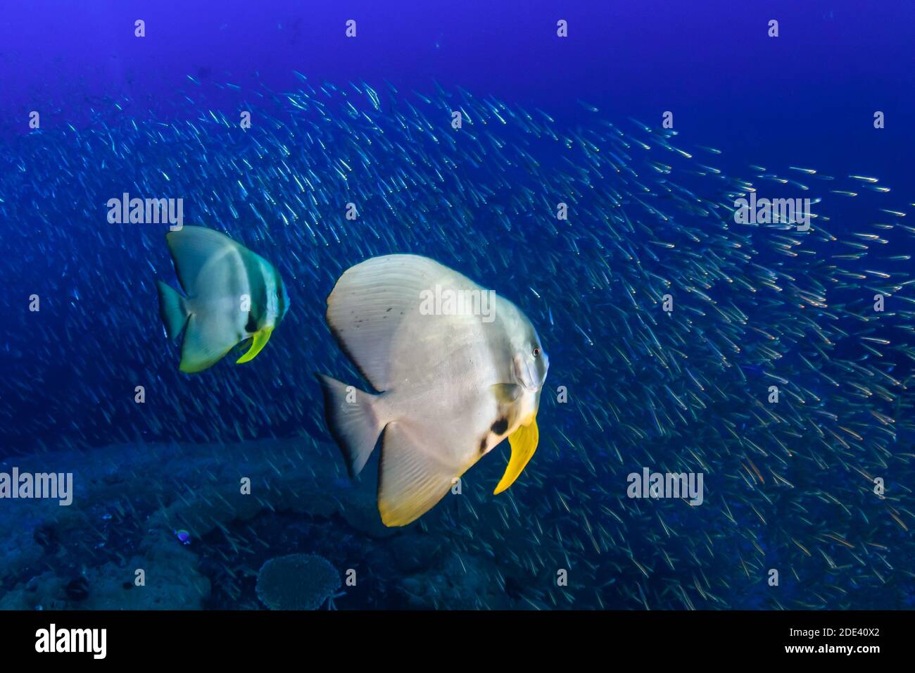 Schule der Batfish (Spadefish) in klarem blauem Wasser über einem Korallenriff. Stockfoto