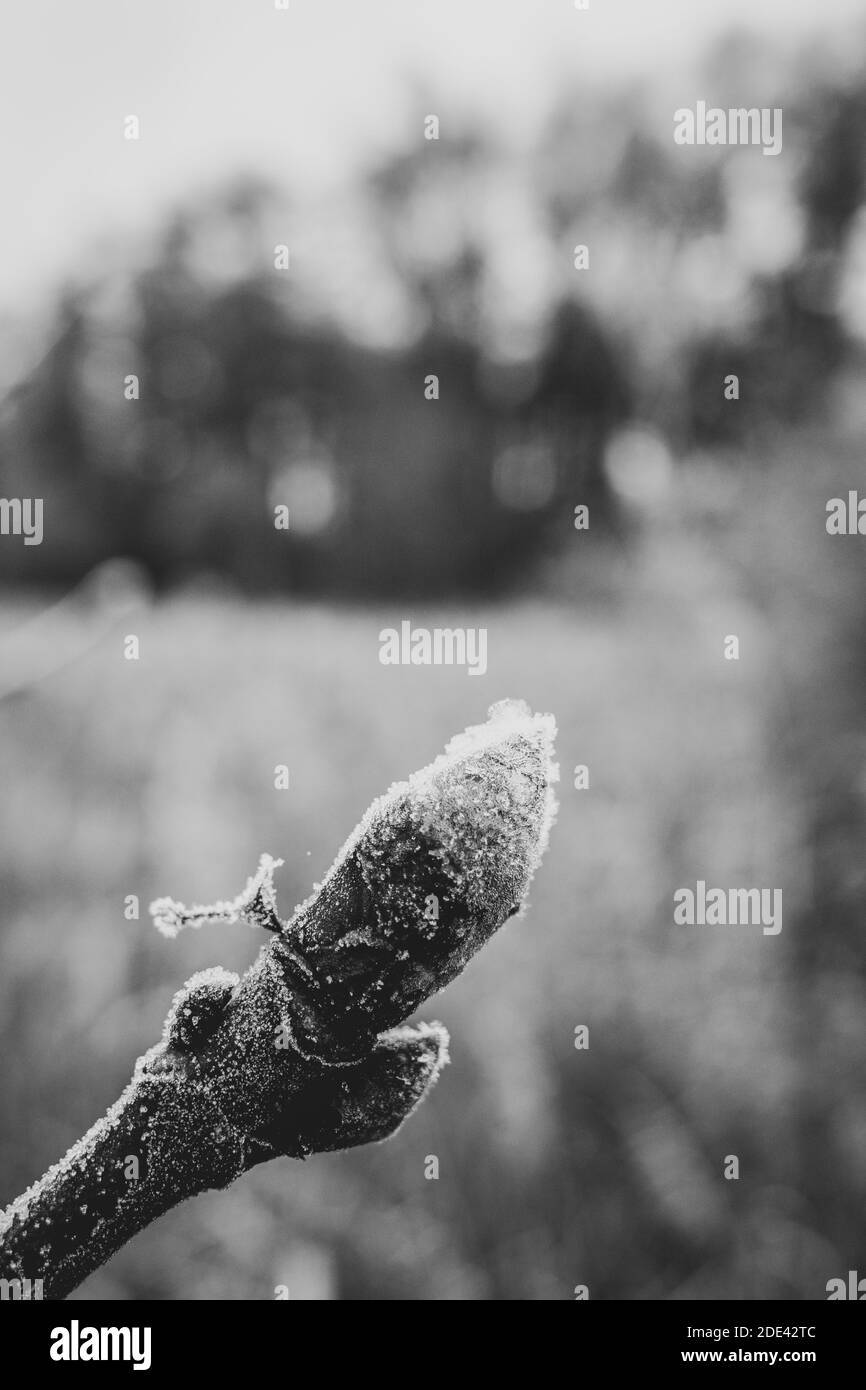 Die Knospe einer Kastanie ist von Frost bedeckt Stockfoto