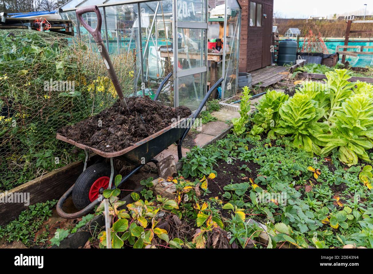 Schrebergarten mit Gemüse, Gewächshaus und Schubkarre voller Mist und Spaten, Kilwinning, Ayrshire, Großbritannien Stockfoto