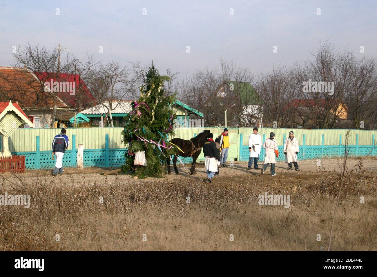 Muntenia, Rumänien. Junge Jungen gehen Tür zu Tür Caroling, mit einem Pferd gezeichneten Weihnachtsbaum geschmückt. Stockfoto