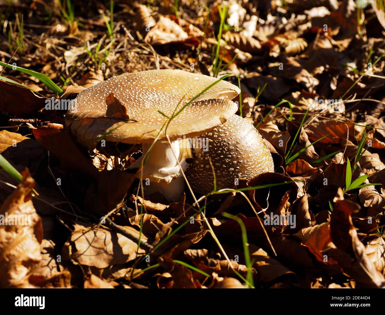 Pilze im Wald Stockfoto