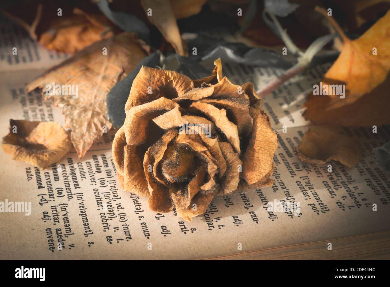Eine verwelkte orangefarbene Rose, die auf einer alten Buchseite liegt, umgeben von sterbenden Blättern. Goldene und orange Farben. Verlust und Tod Konzept Stockfoto