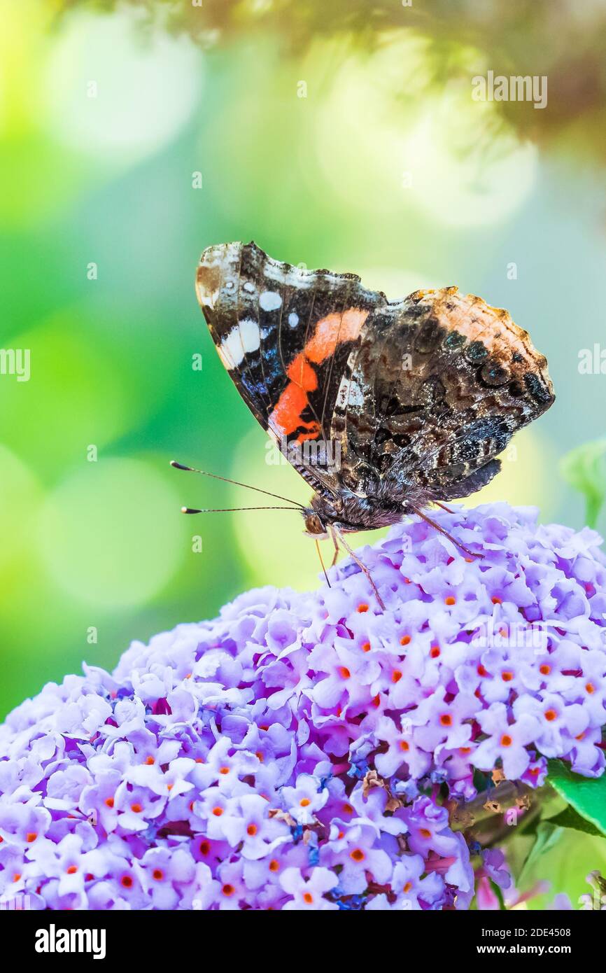 Vanessa atalanta, Red Admiral Schmetterling, Fütterung Nektar aus einer lila Schmetterling - Busch im Garten. Helles Sonnenlicht, lebhafte Farben. Stockfoto