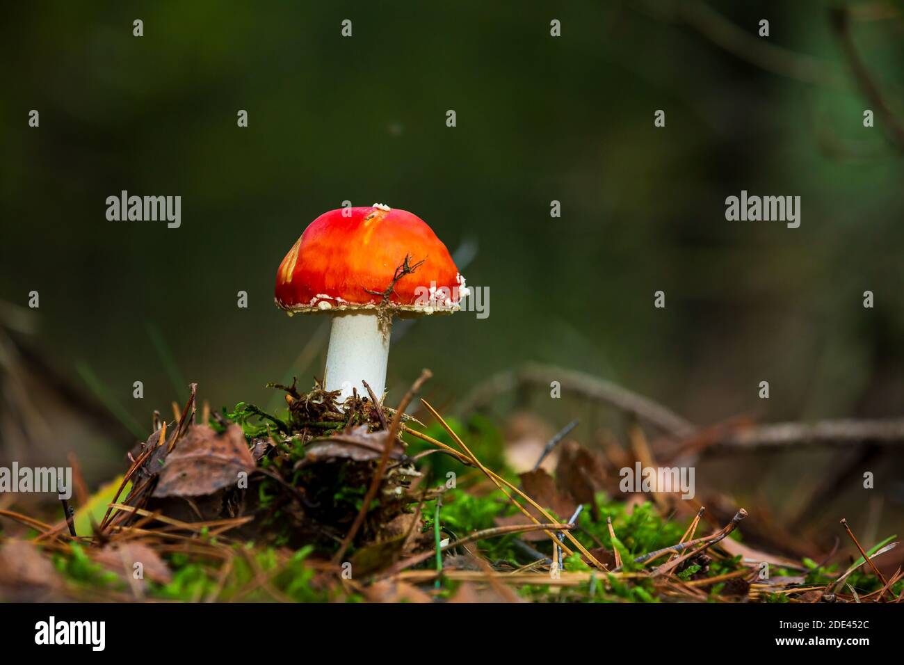 Amanita muscaria, fly Agaric oder amanita basidiomycota muscimol Pilz mit typischen weißen Flecken auf einem Red Hat in einem Wald fliegen. Natürliches Licht, lebendige Stockfoto