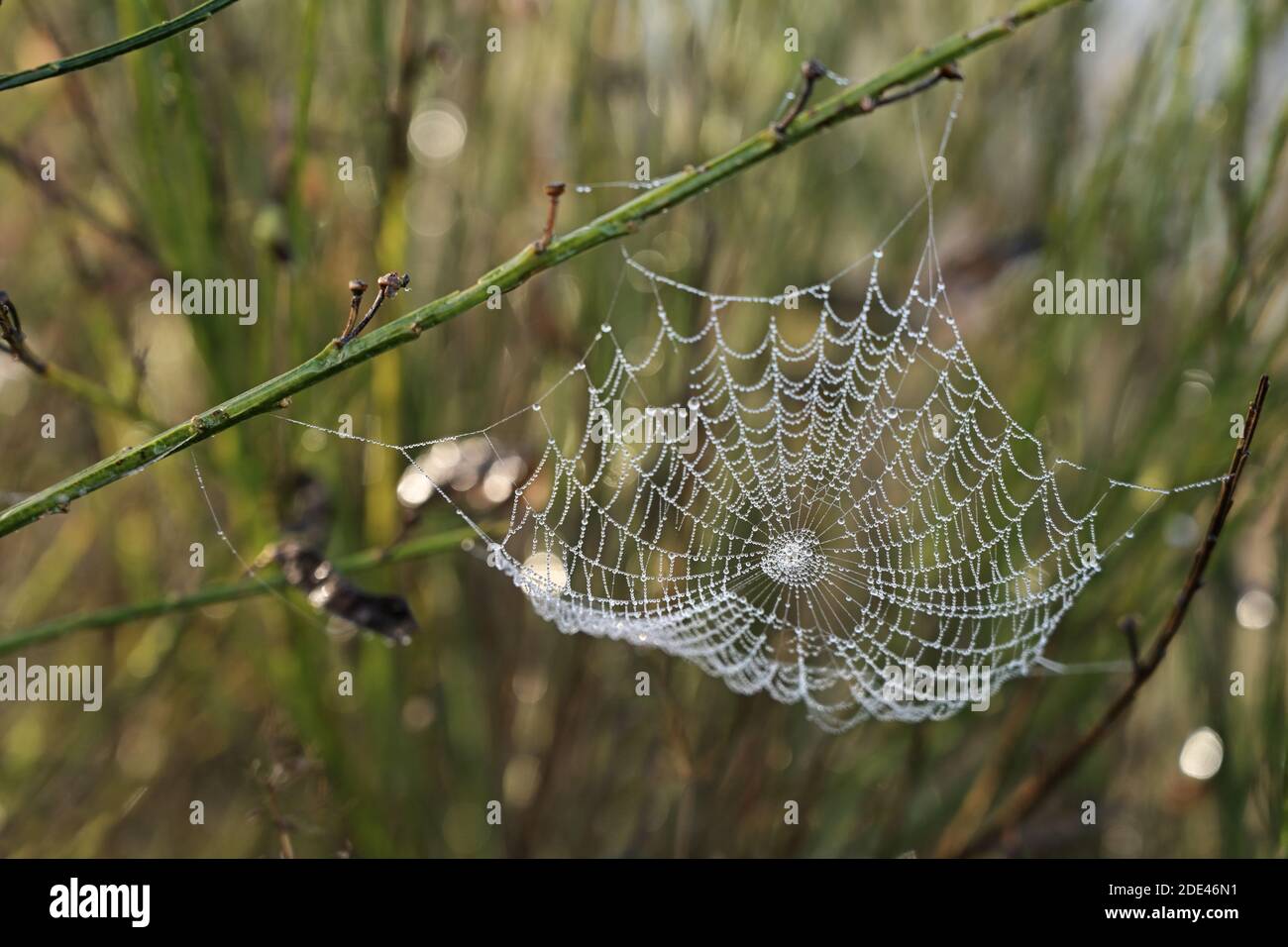 Spinnennetz mit Tau Tropfen zwischen den Stielen in einer grünen Wiese, ausgewählter Fokus, enge Schärfentiefe Stockfoto